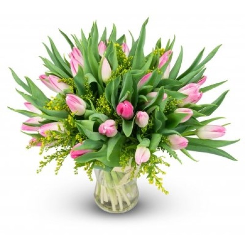 Ernestine - pink tulip (Small)